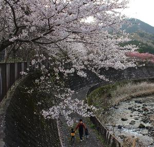 桜の写真