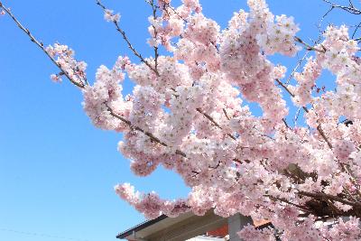 桜