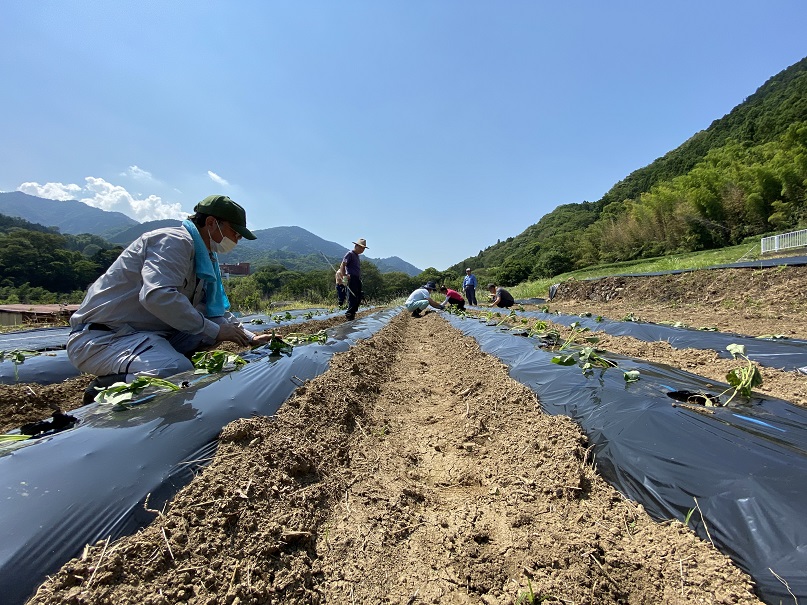 農作業の風景